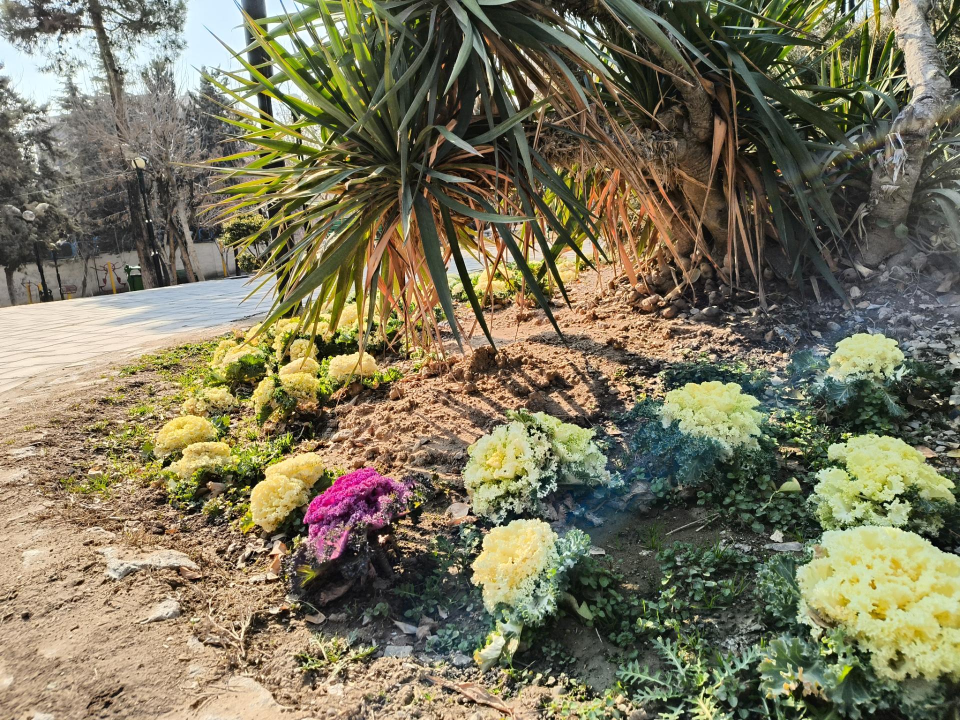 باغچه ای پر از گل در یکی از پارک های تهران