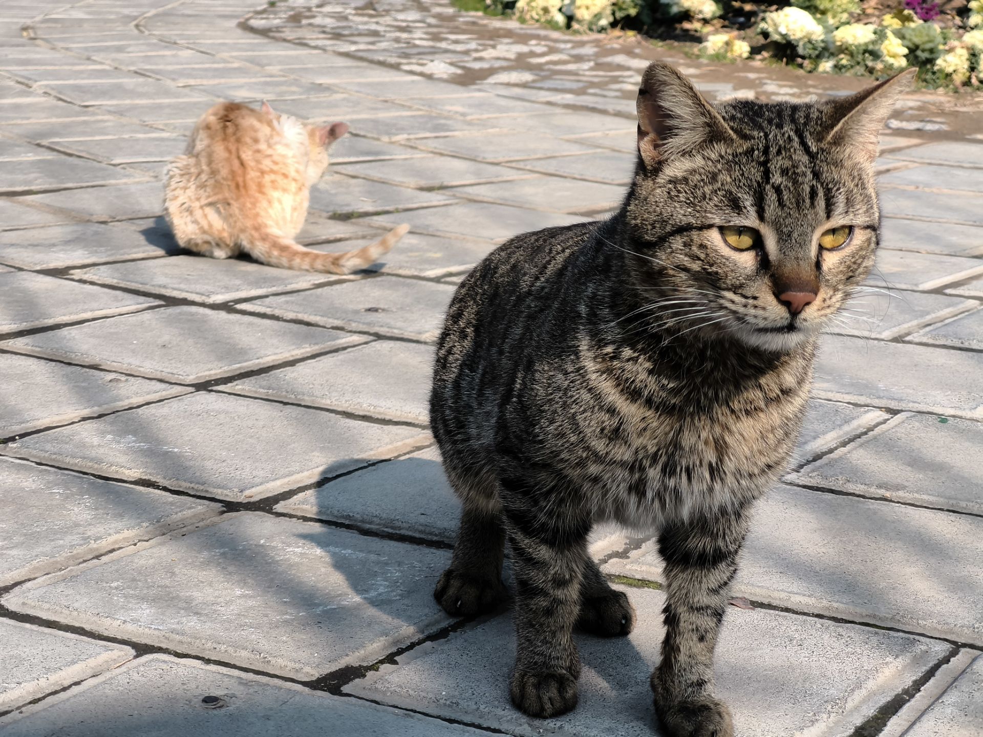 عکس از گربه در محوطه پارک