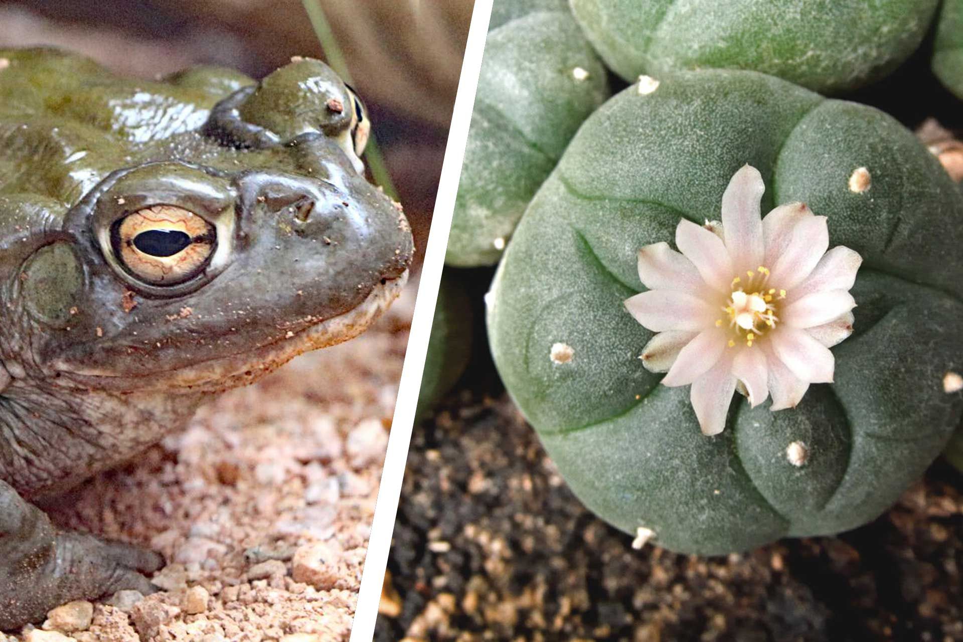 وزغ سونورا و کاکتوس پیوت