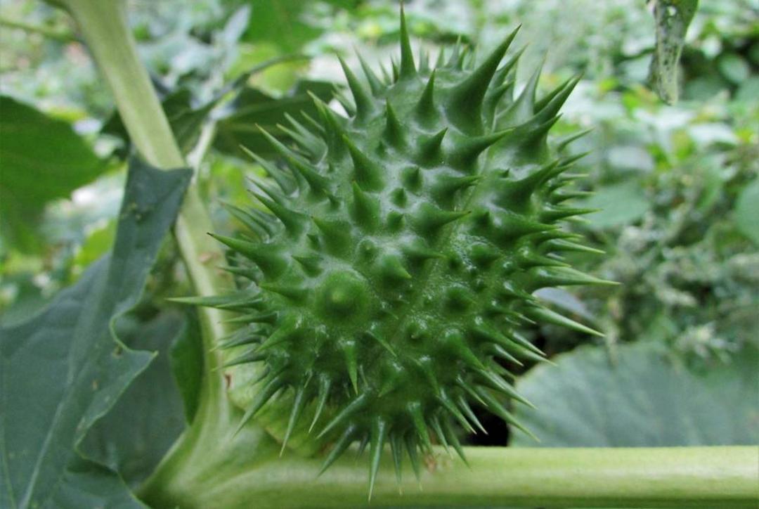 گیاه تاتوره