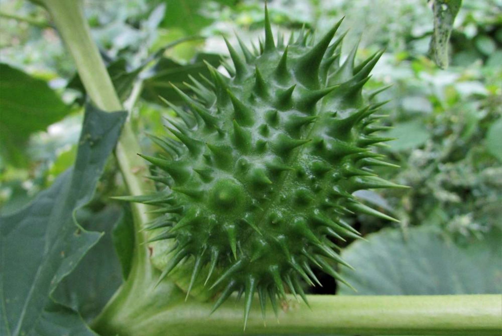 گیاه تاتوره