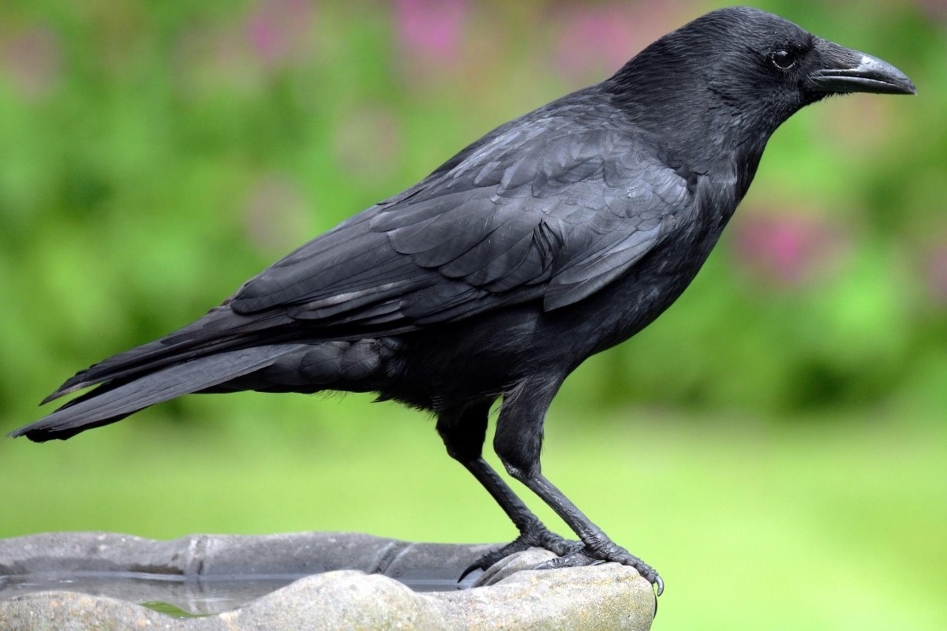 یافته‌ حیرت‌انگیز دانشمندان: کلاغ‌ها از منطق آماری استفاده می‌کنند