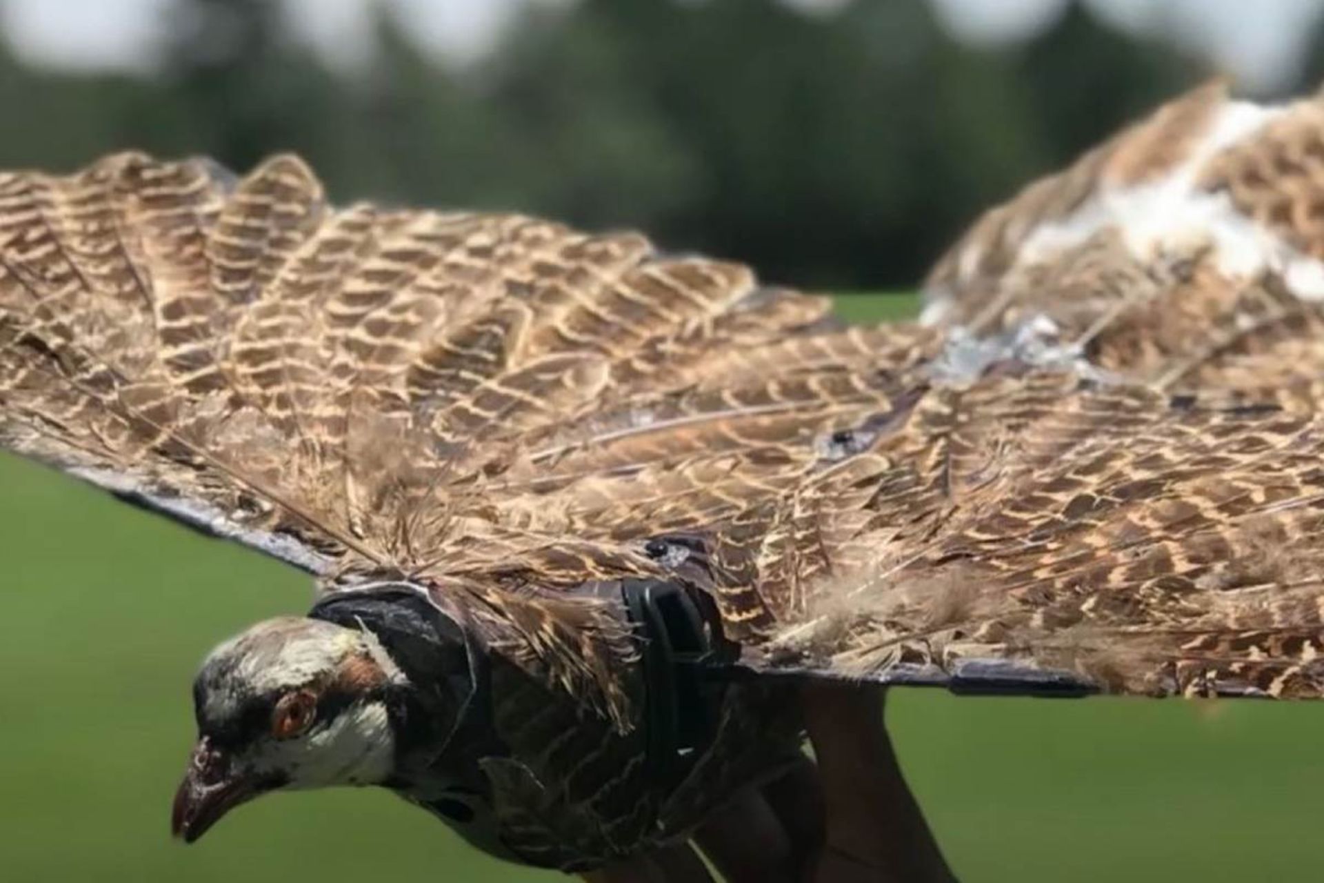 پهپاد با بدن پرنده مُرده