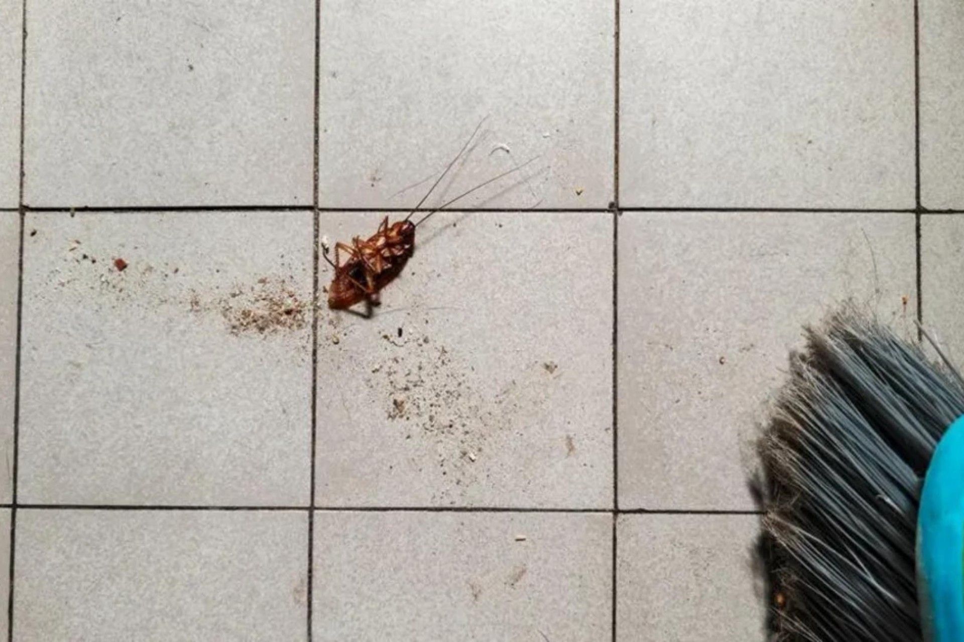 سوسک حمام در کف زمین