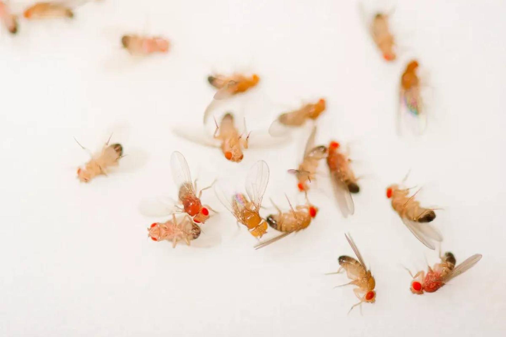 دیدن مگس‌های مرده موجب می‌شود دیگر مگس‌ها سریع‌تر بمیرند؛ اما چرا؟