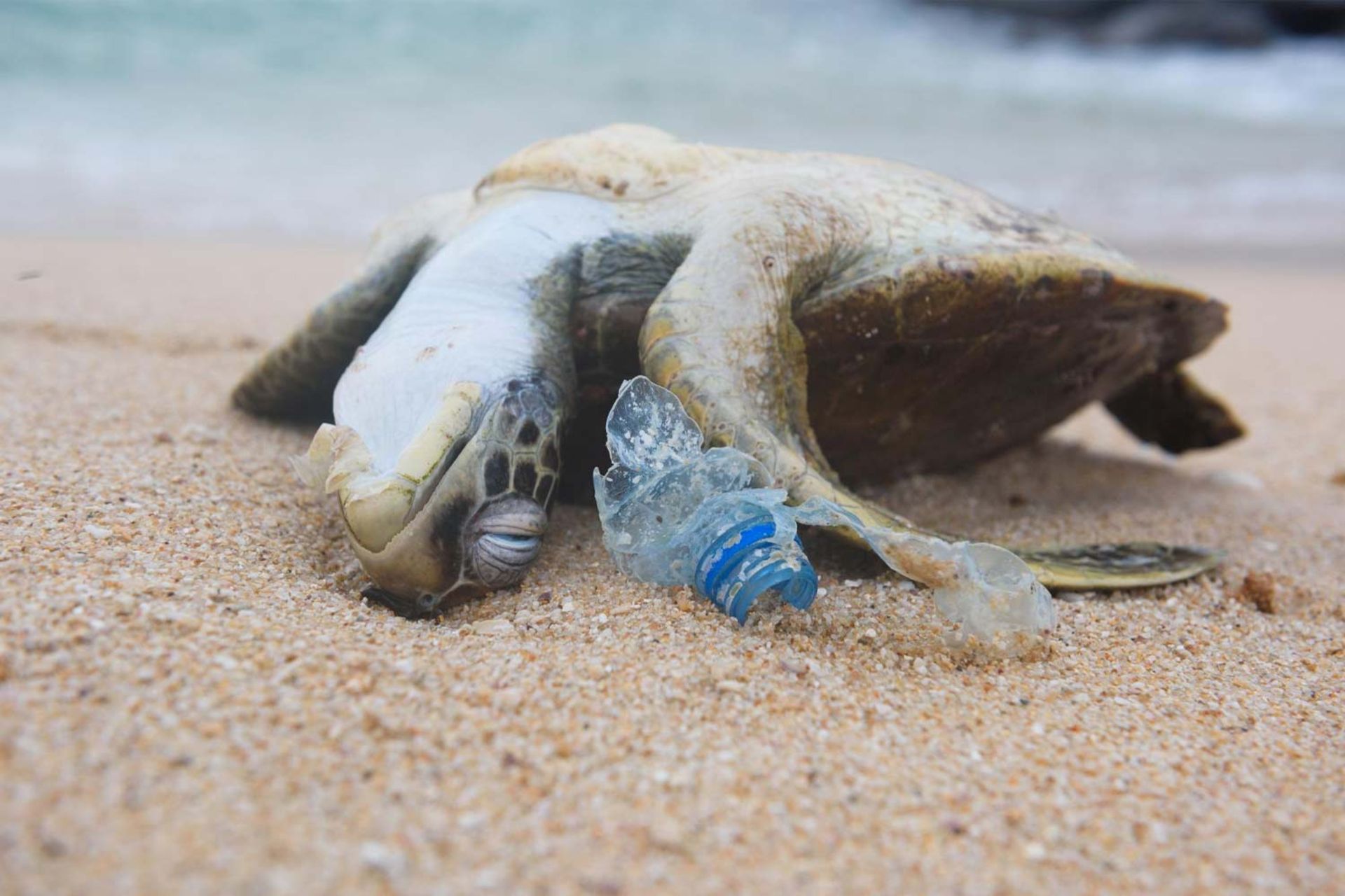 لاکپشتی مرده کنار بطری زباله‌ی پلاستیکی در ساحل اقیانوس