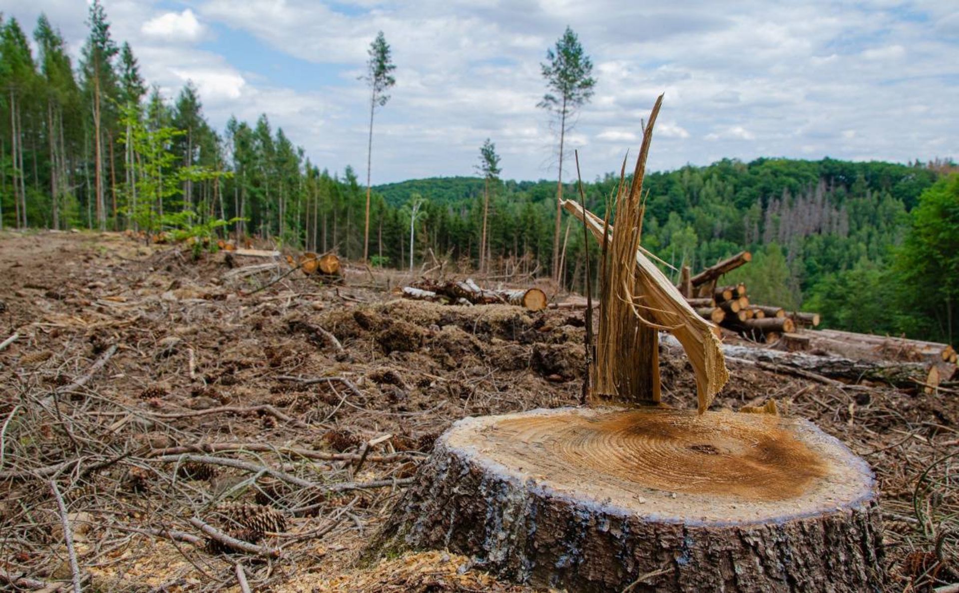  تخریب جنگل