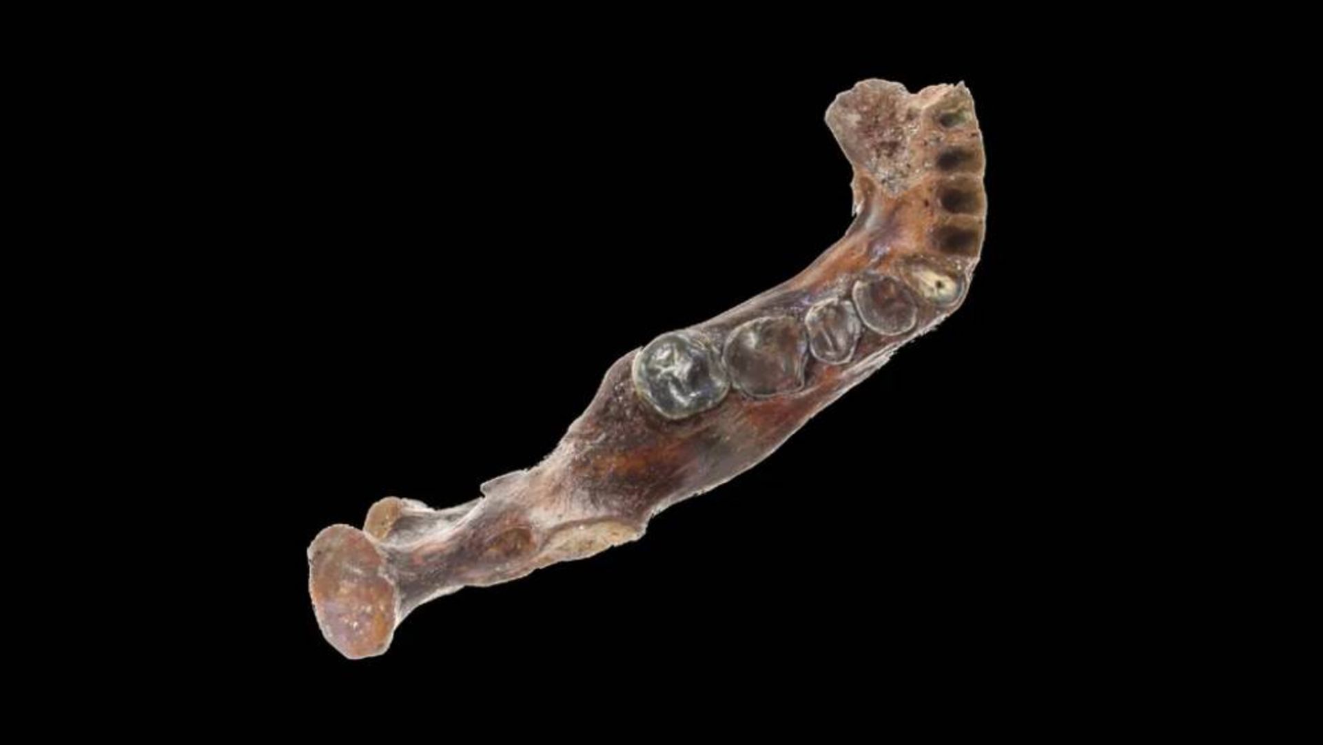 سمت راست استخوان فک پایین Penghu 1 که در سواحل تایوان پیدا شد.