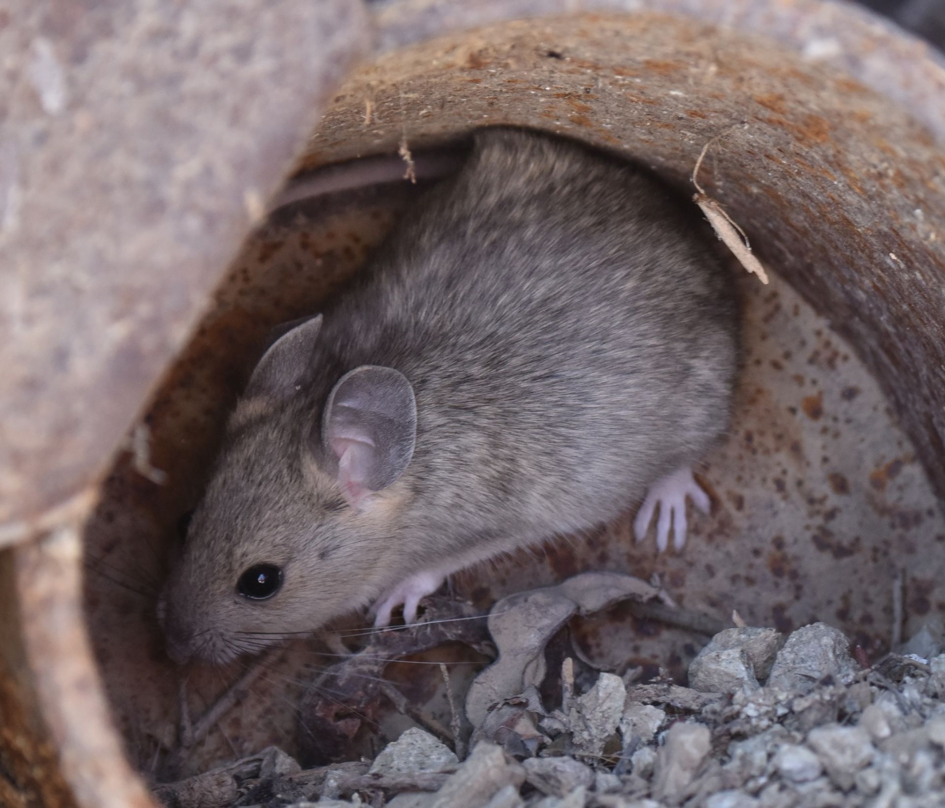 موش جنگلی بیابان‌نشین (Neotoma lepida) 