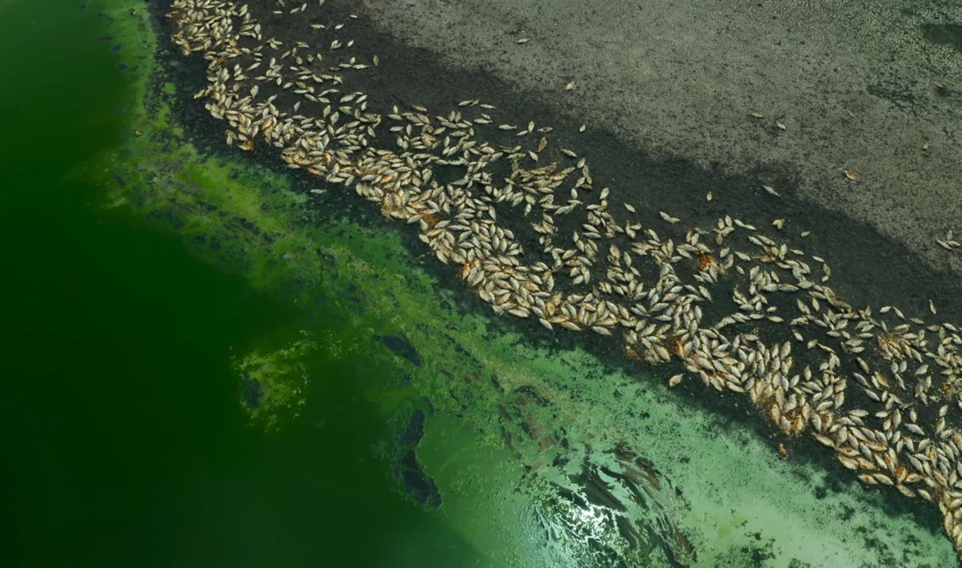 آغاز انفجار جلبکی در دوره دونین 