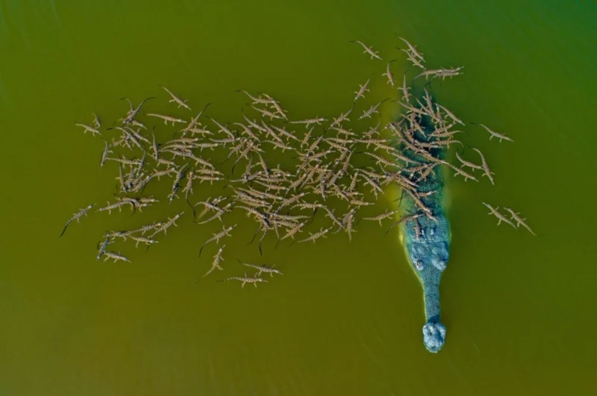 تمساح پوزه‌باریک گنگی یا گریال و نوزادهایش رودخانه هند