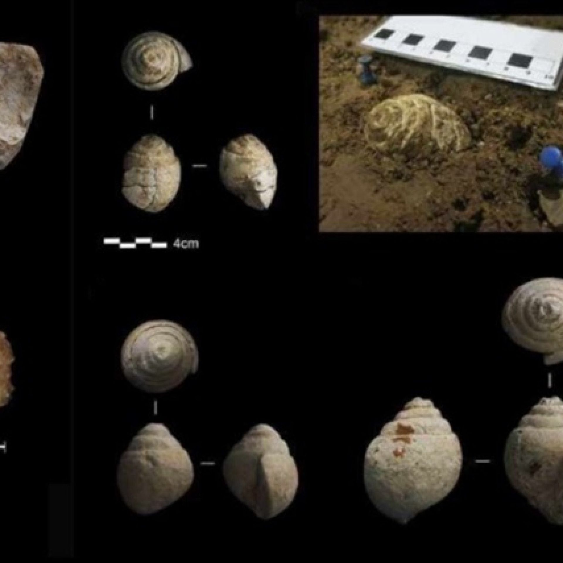 مجموعه ای از فسیل های دریایی بازیابی شده در اسپانیا