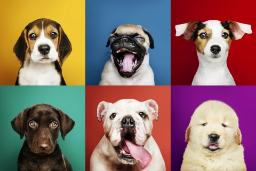 نژادهای مختلف سگ به طور میانگین چقدر عمر می‌کنند؟