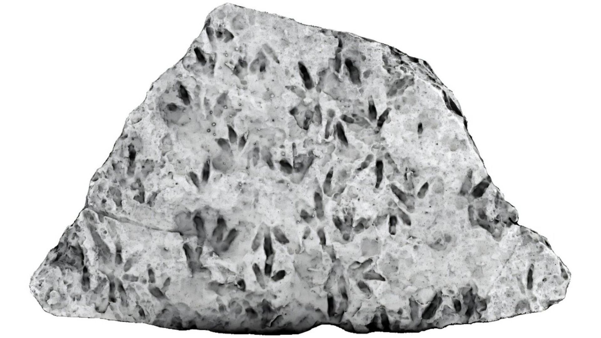 فسیل جای پای دایناسورها