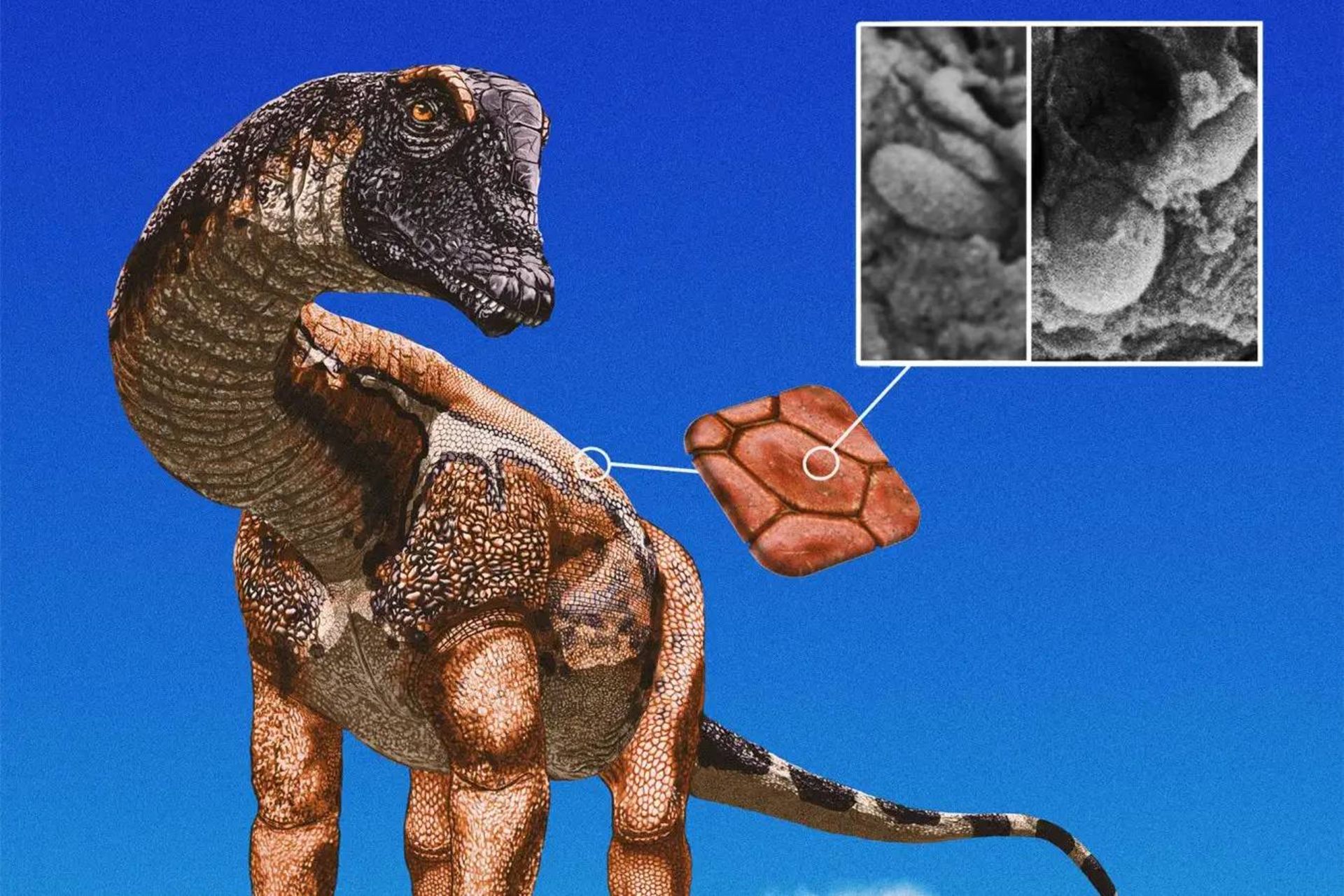 تصویرسازی از دایناسور ساروپود