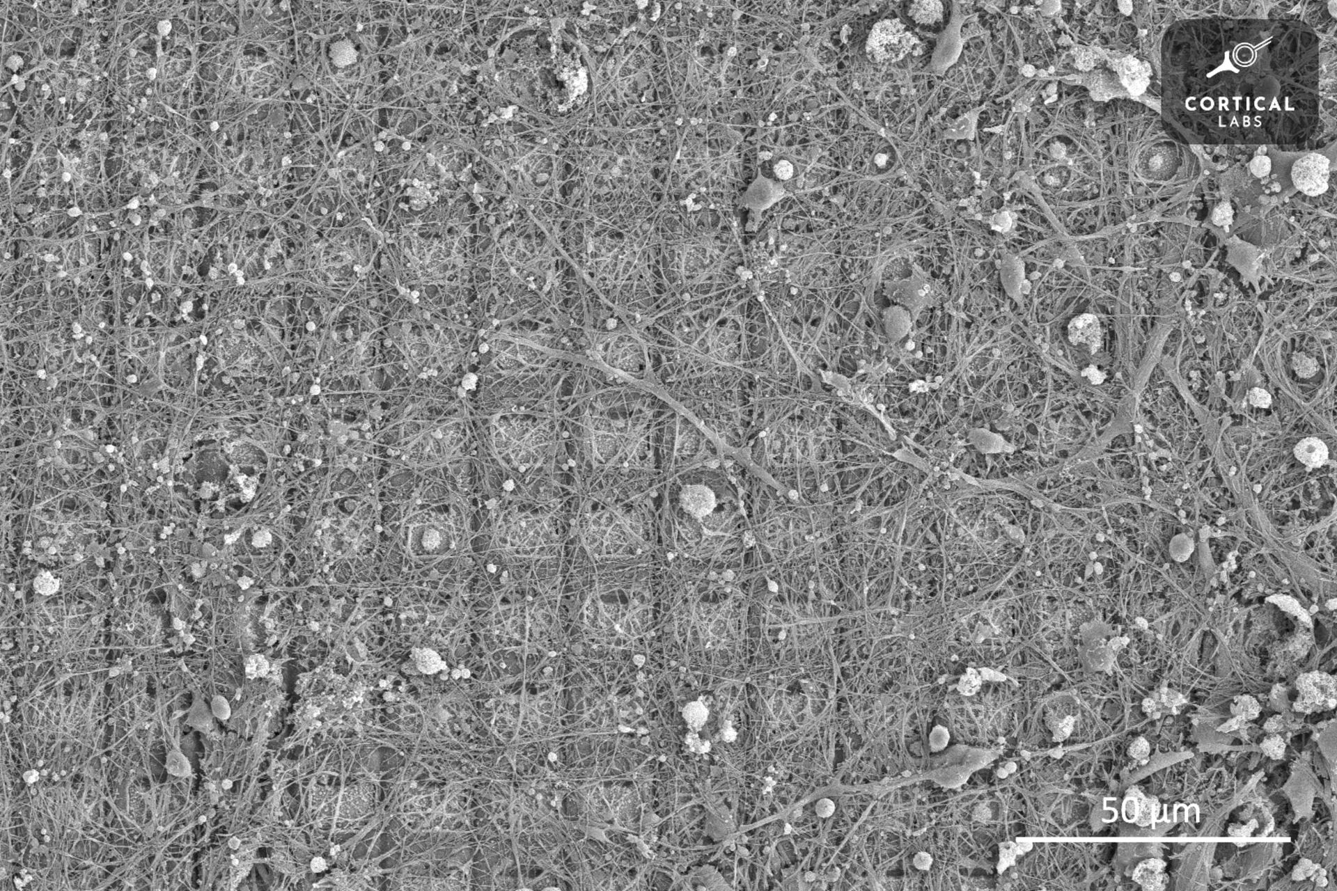 تصویر میکروسکوپی از پردازنده DishBrain