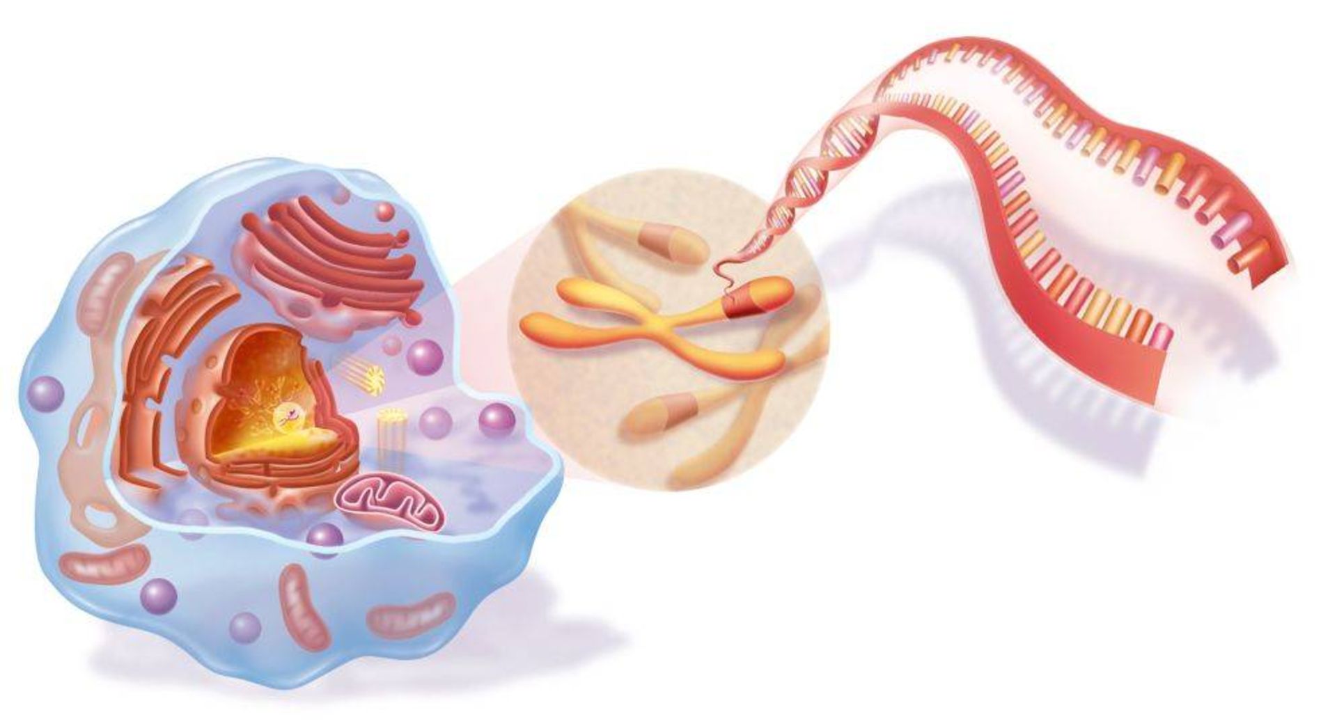 DNA و کروموزوم و هسته سلول