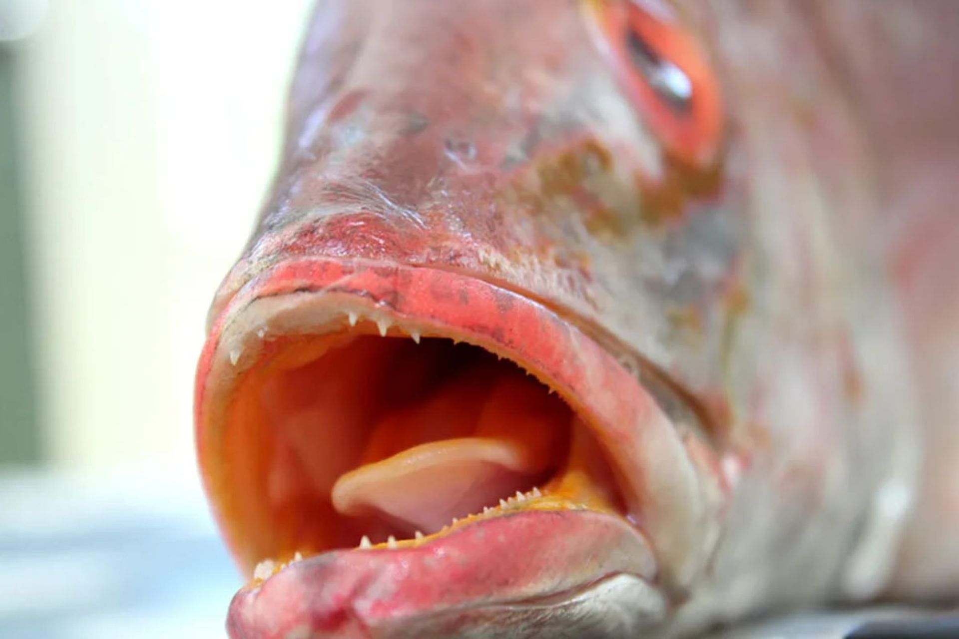 ماهی با دهان باز زبانش را نشان می‌دهد