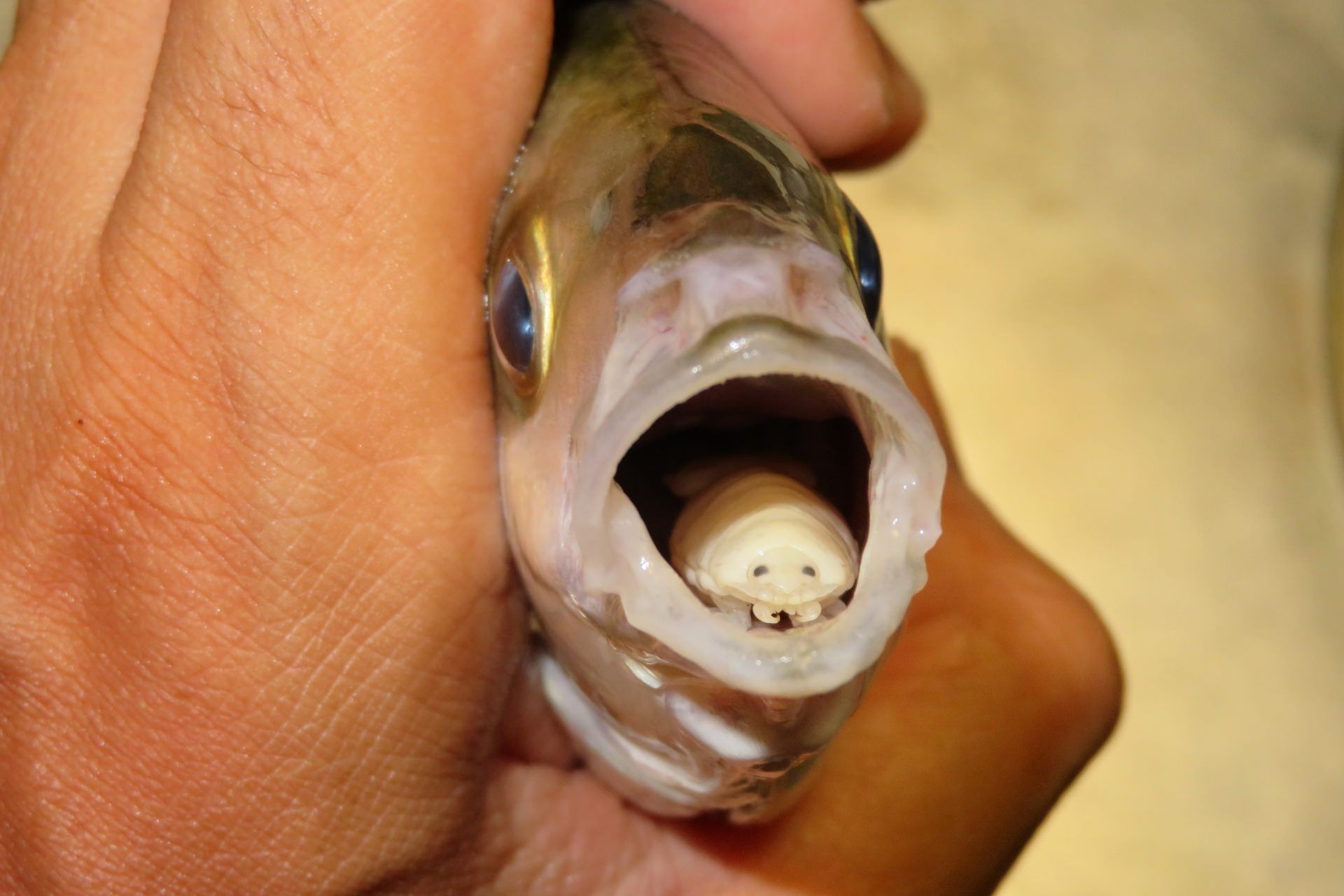 ماهی در دست انسان با دهان باز زبانش را نشان می‌دهد