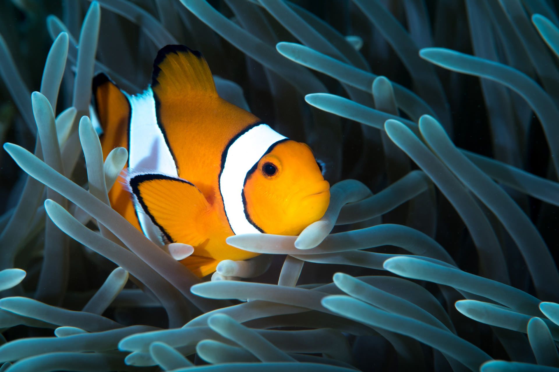 دلقک ماهی در محیط زندگی خود خوابیده است