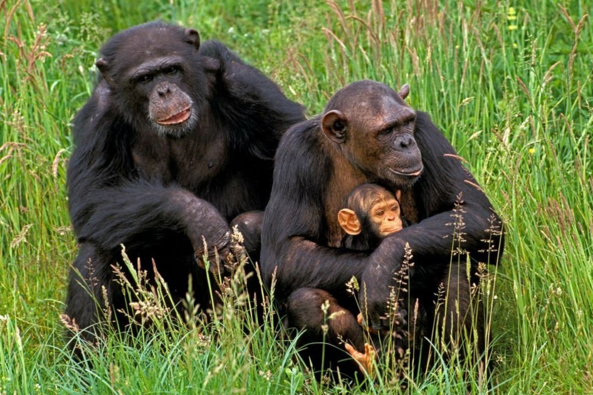 شامپانزه‌ها می‌توانند پس از مشاهده شواهد جدید، باورهایشان را تغییر دهند؛ شما چطور؟