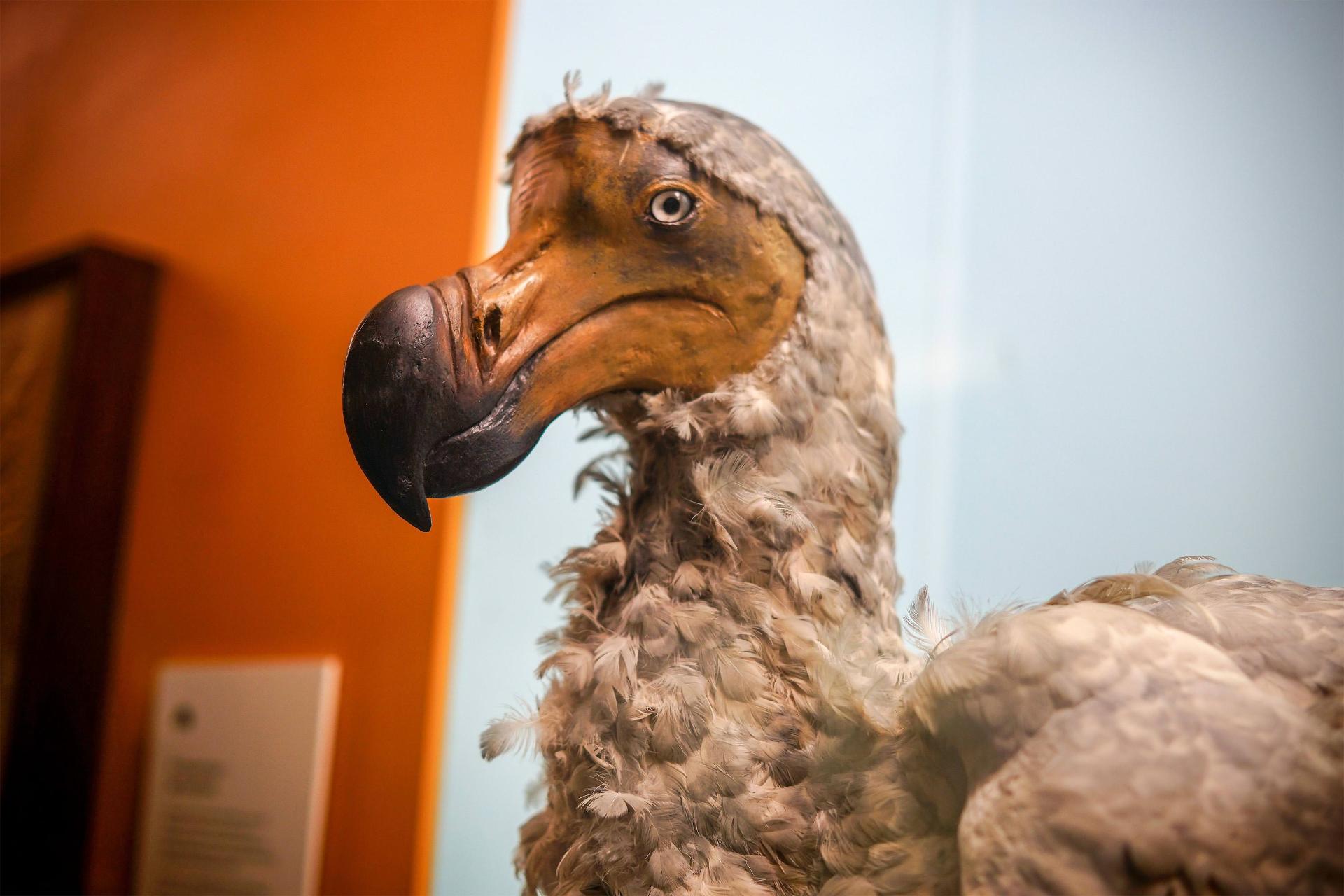 دودو در موزه تاریخ طبیعی لندن