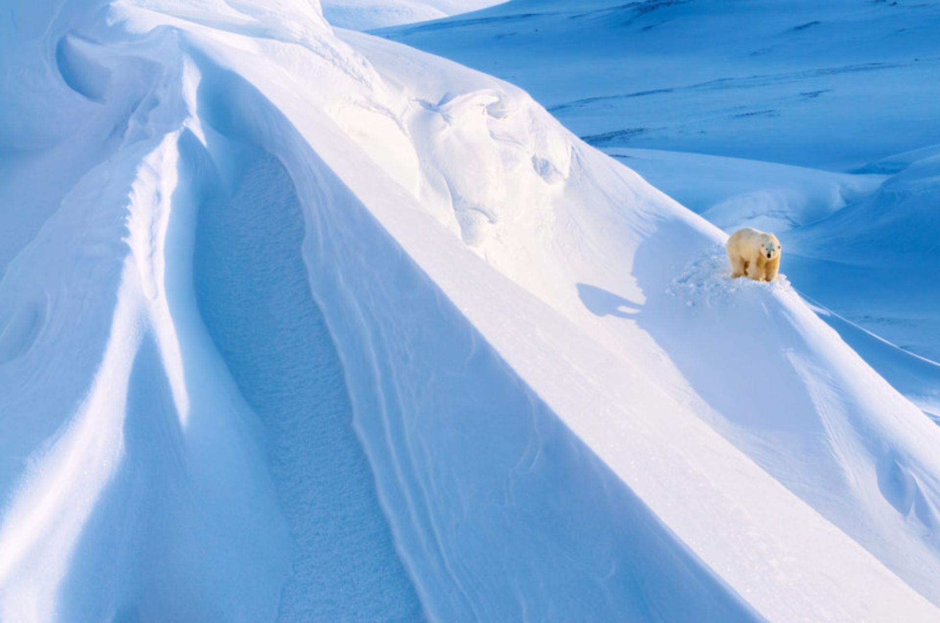  خرس قطبی در میان برف در  قطب شمال