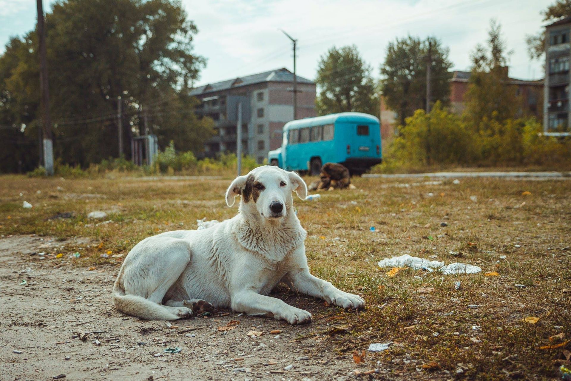سگ در منطقه چرنوبیل