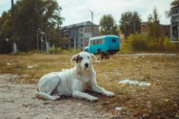 برای سگ‌های ساکن در چرنوبیل اتفاقی عجیب رخ داده است