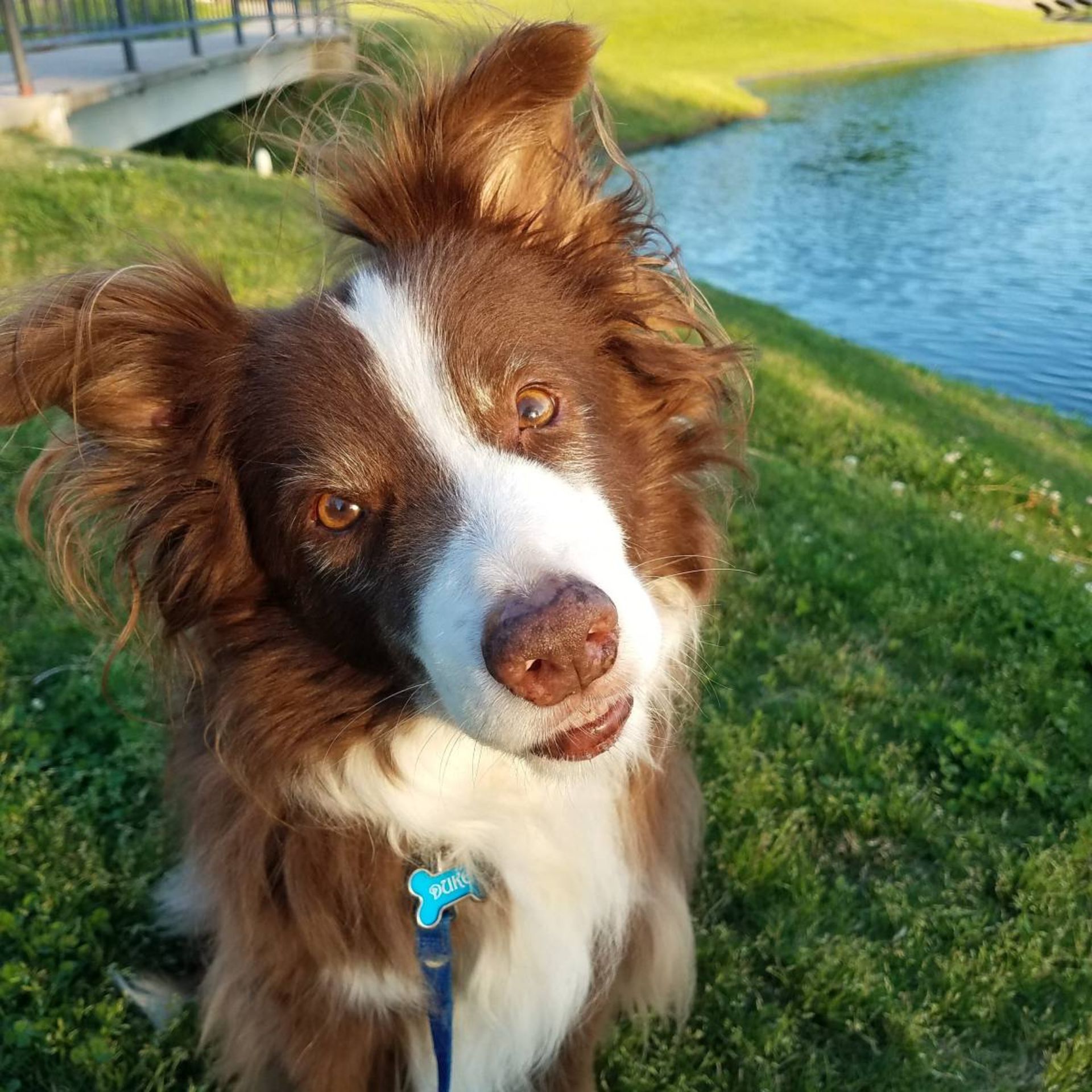 نمای نزدیک صورت سگ قهوه‌ای با لبخند در پارک