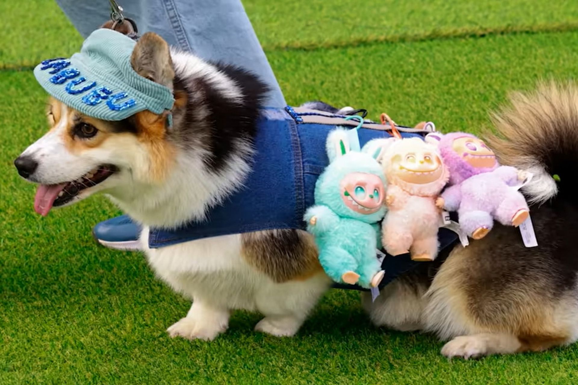 سگی با سه عروسک لبوبو