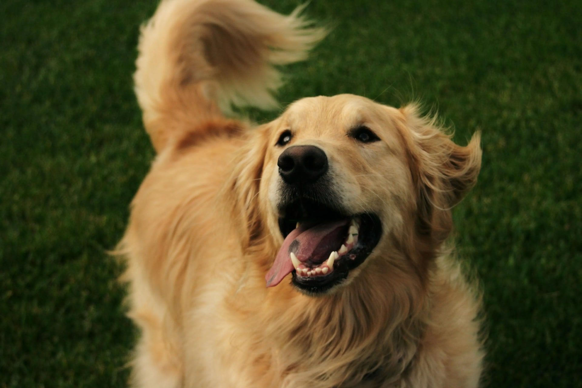 سگ خندان طلایی در حال دم تکان دادن