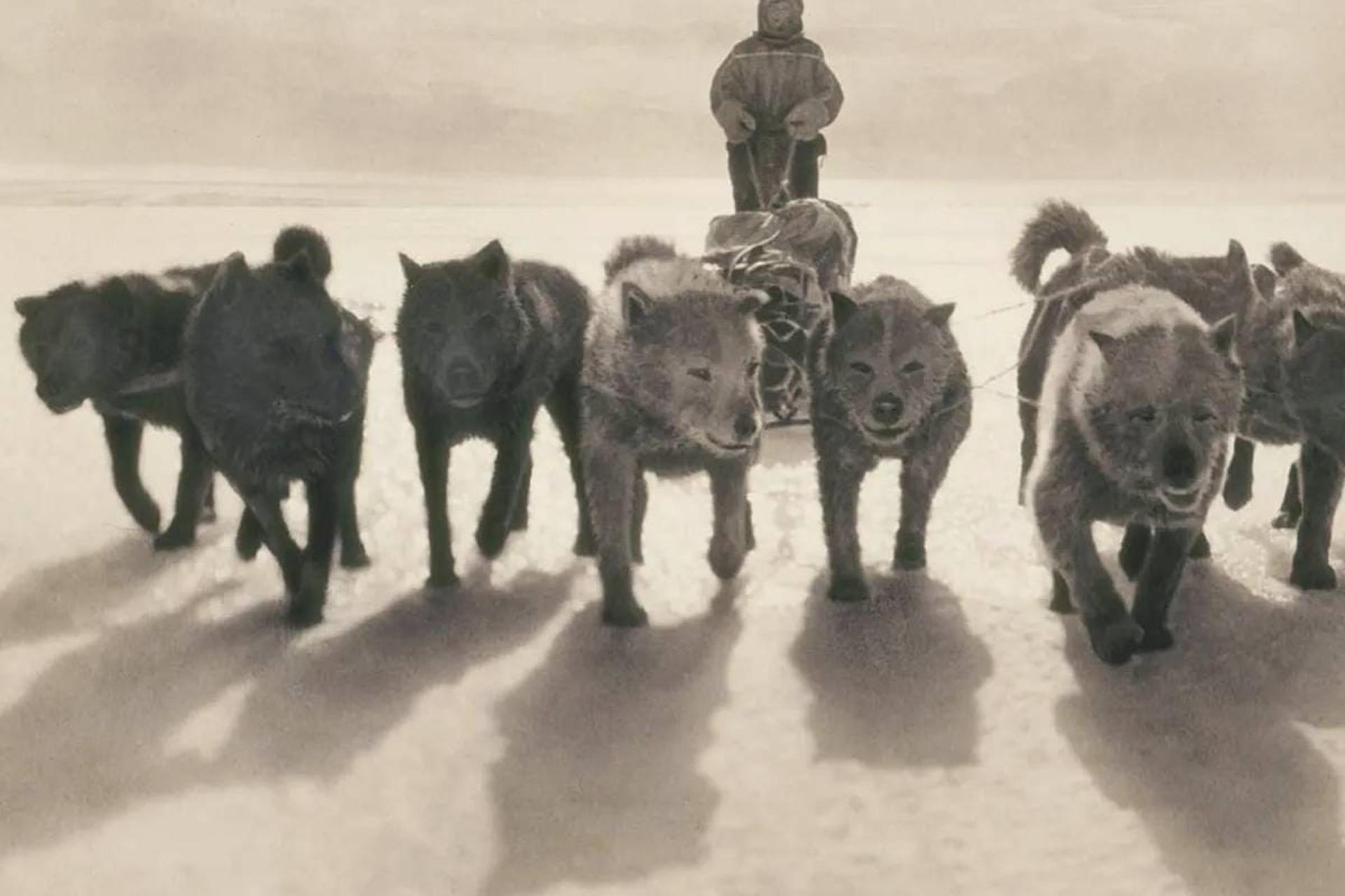 سگ ها در جنوبگان