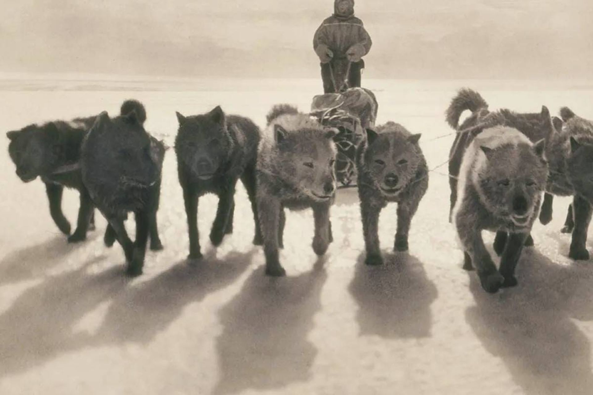 سگ ها در جنوبگان