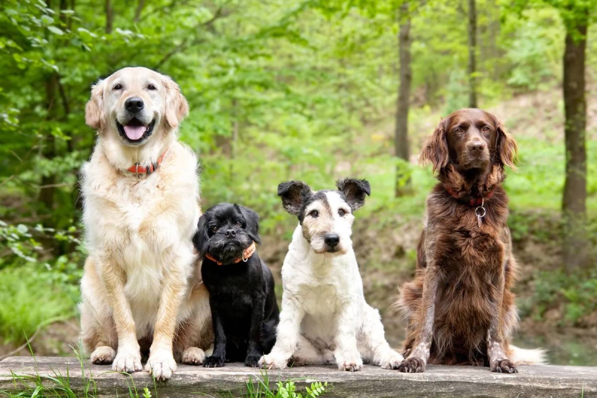 سه سگ از سه نژاد متفاوت کنار هم در پارک