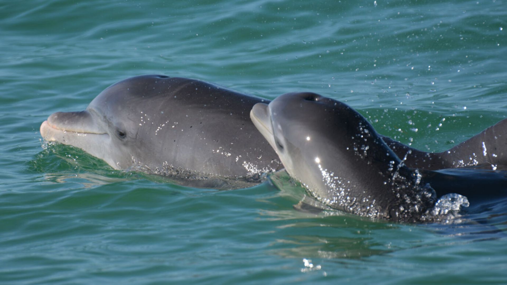 مادر دلفین و فرزندش در برنامه تحقیقاتی دلفین ساراسوتا