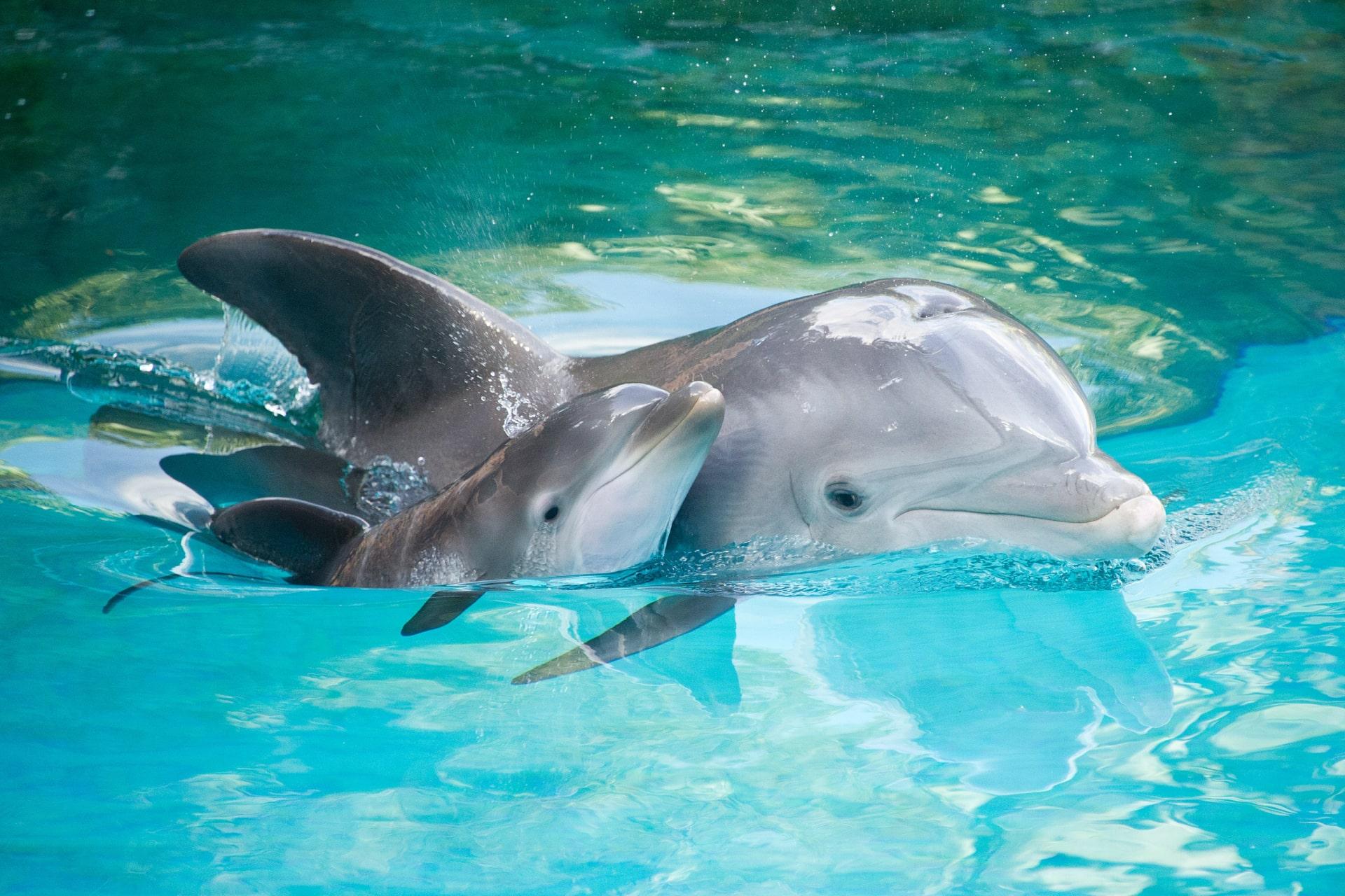 بچه دلفین با مادر دلفین در آب