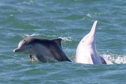 اورکاها، تنها حیوانات دردسرساز نیستند؛ زیرا دلفین‌ها نیز رفتارهای نگران‌کننده‌ای دارند