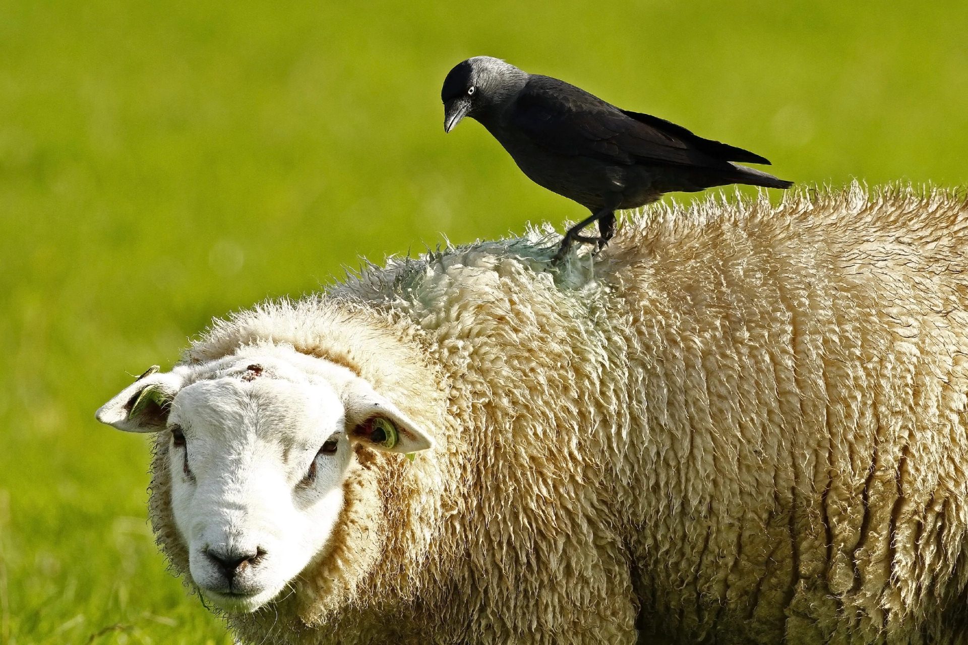 کلاغ سیاه روی گوسفند نشسته است، در پس زمینه چمن
