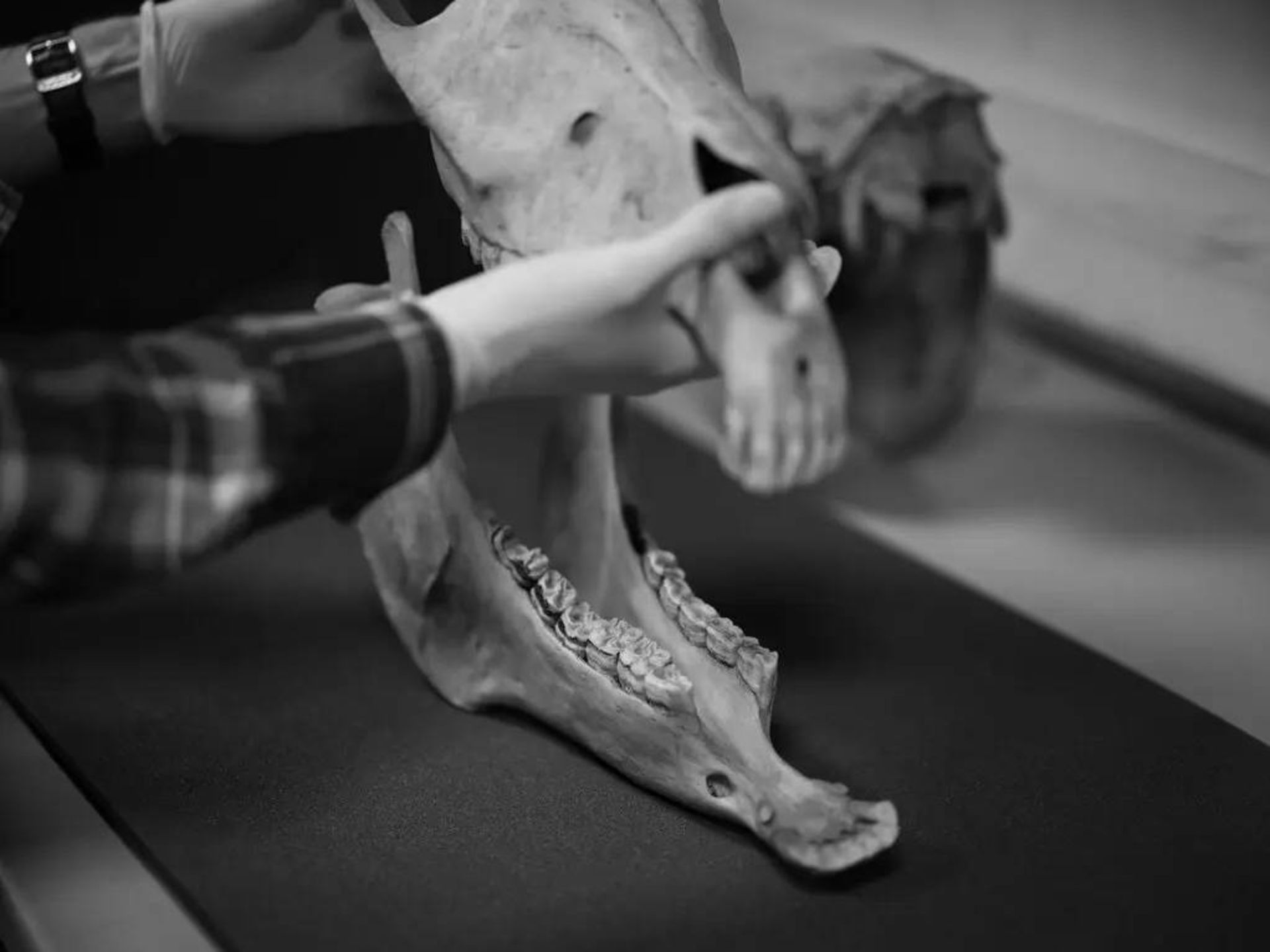 آرواره الاغ