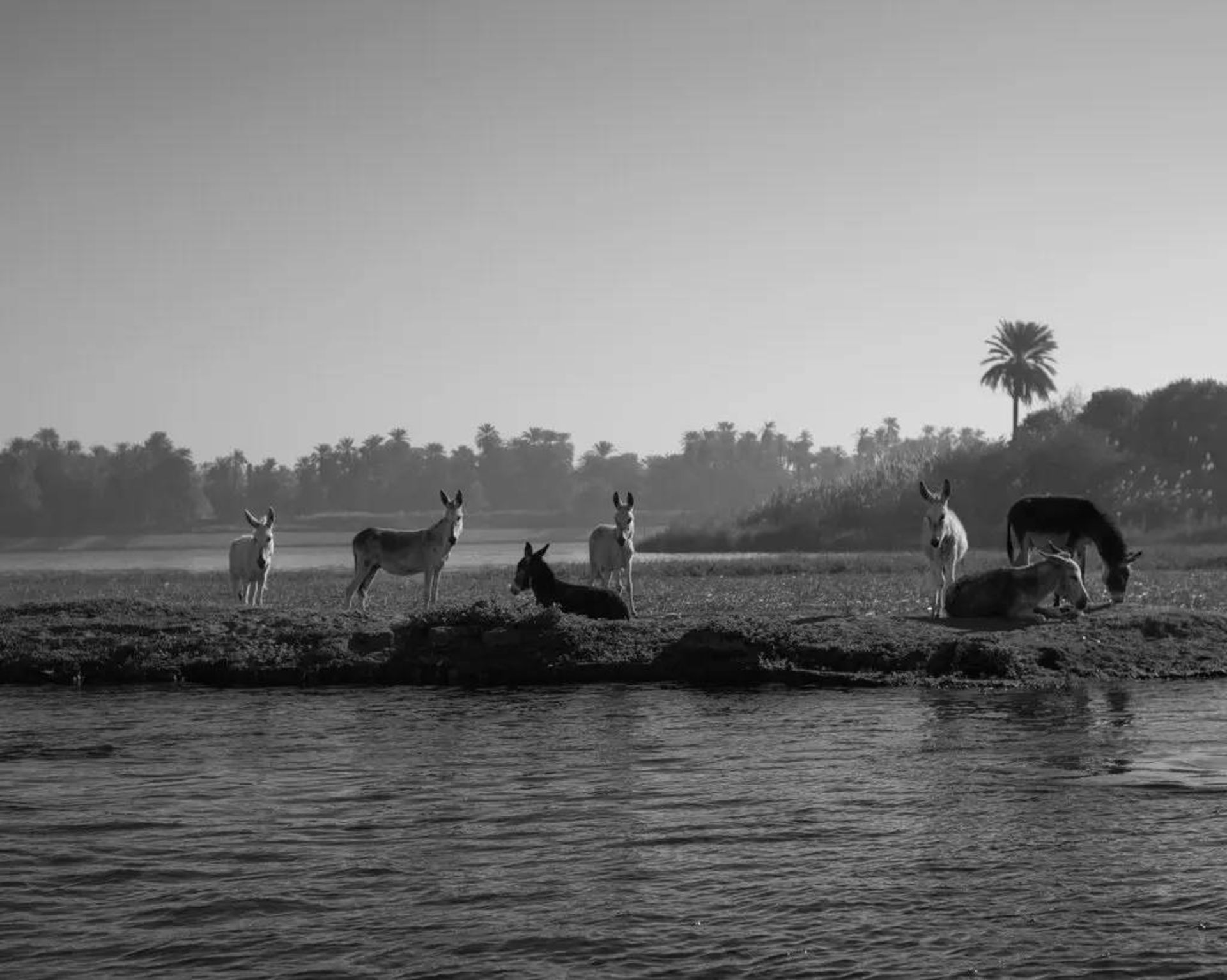 الاغ ها در مصر