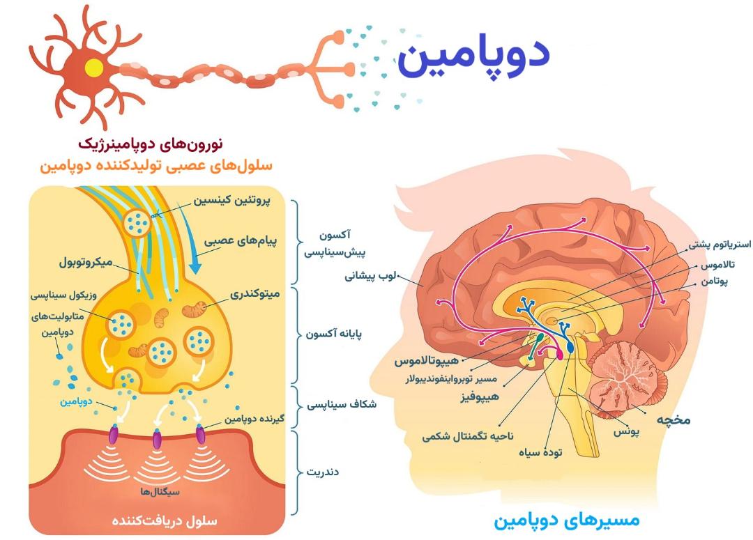 مسیر دوپامین در مغز