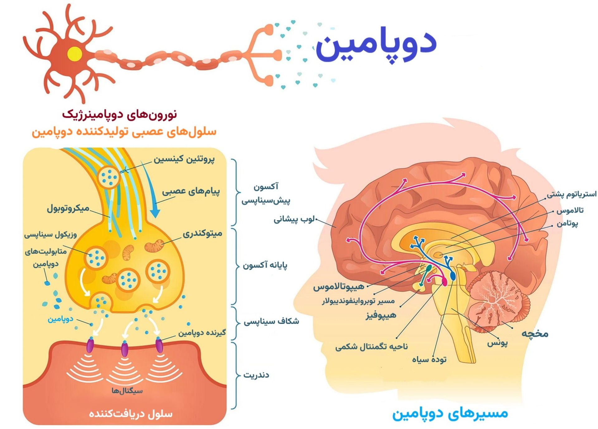 مسیر دوپامین در مغز