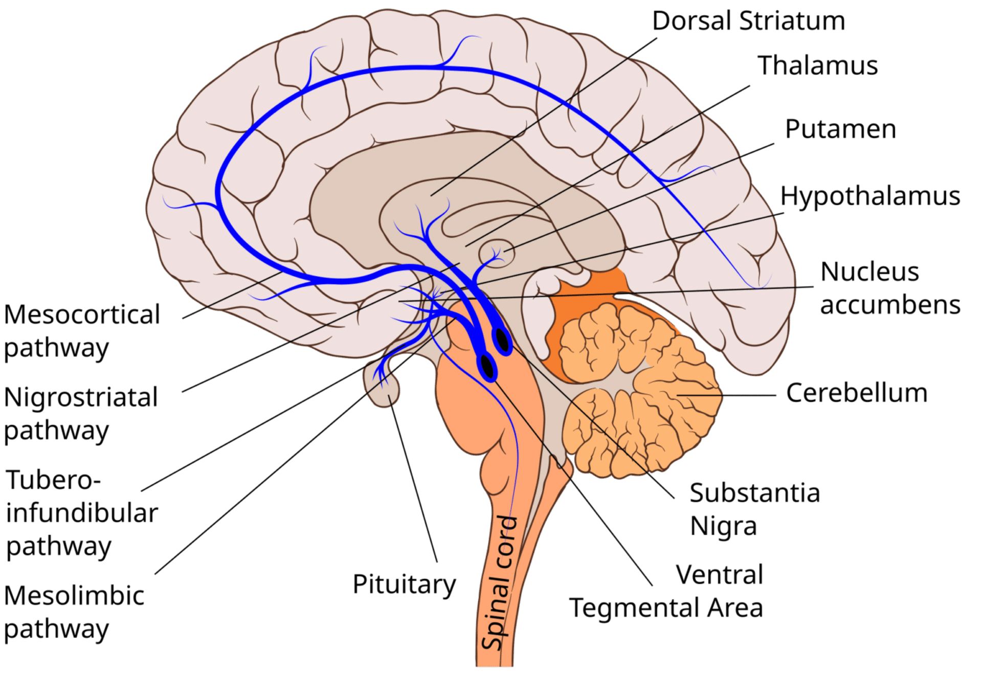 مسیر دوپامین