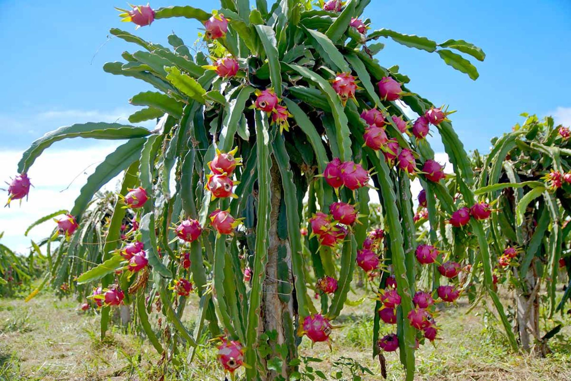 میوه اژدها