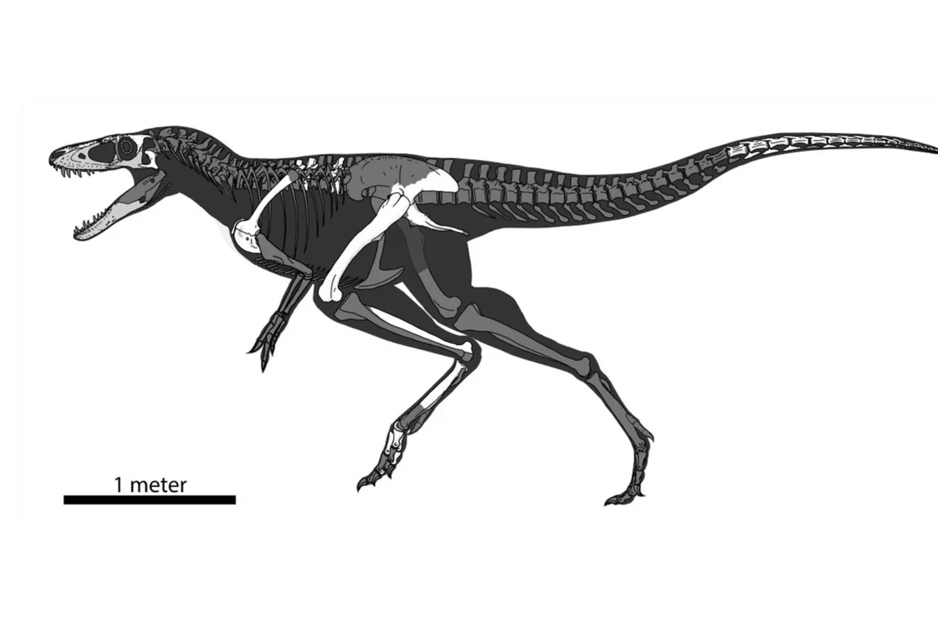 طول شاهزاده اژدها