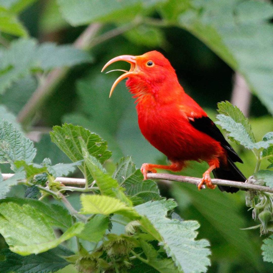 پرنده گونه Drepanis coccinea
