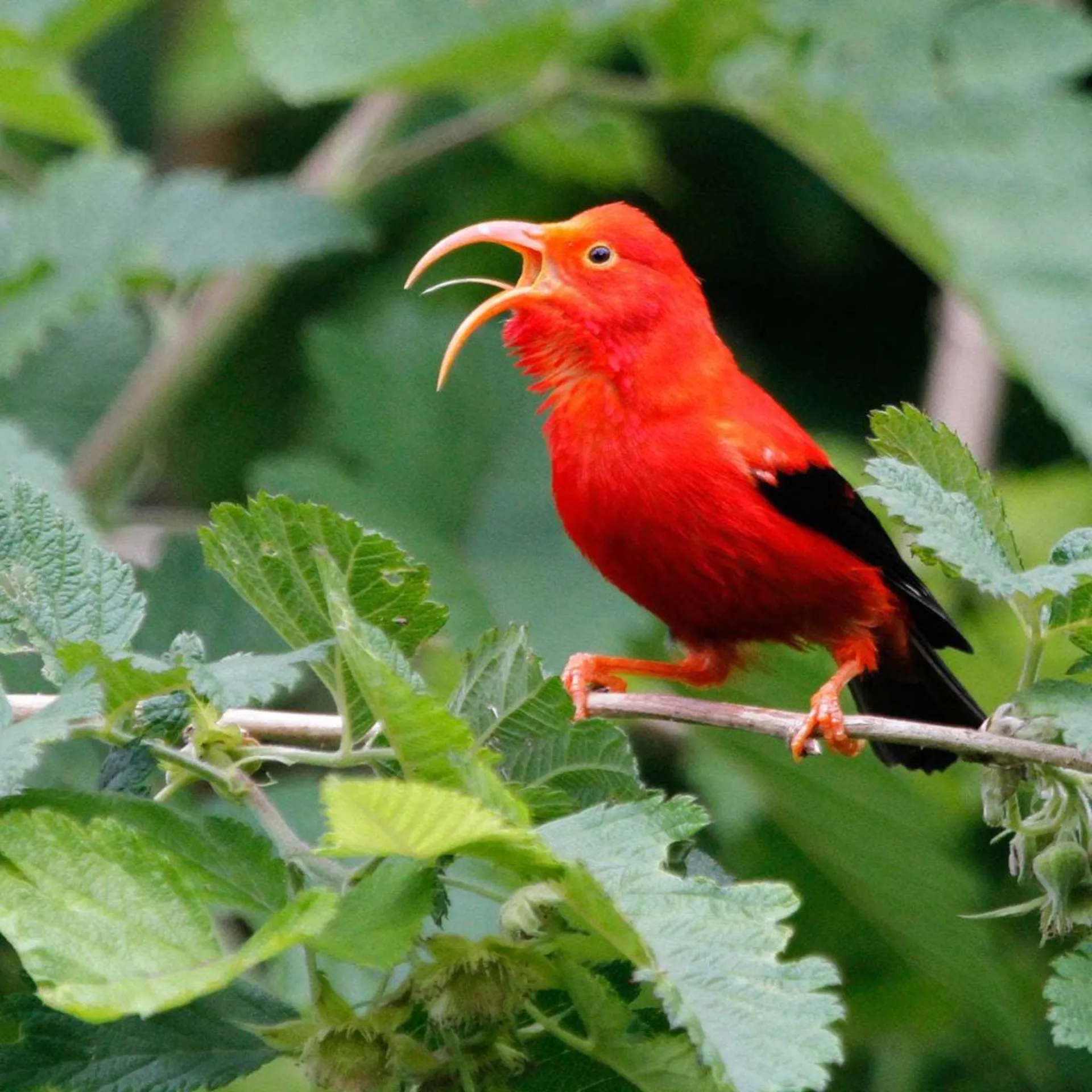 پرنده گونه Drepanis coccinea