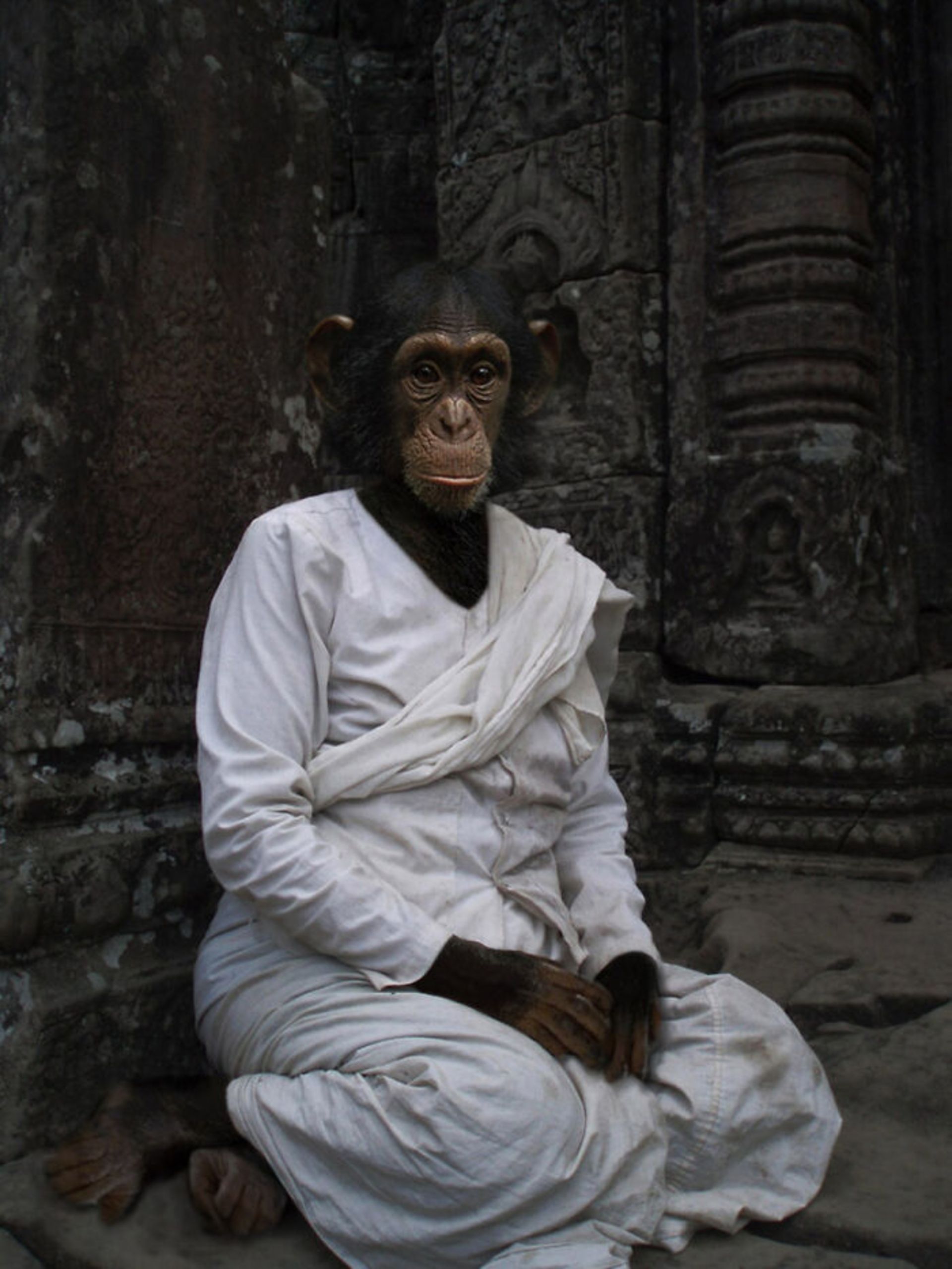 شامپانزه در ردای سفید