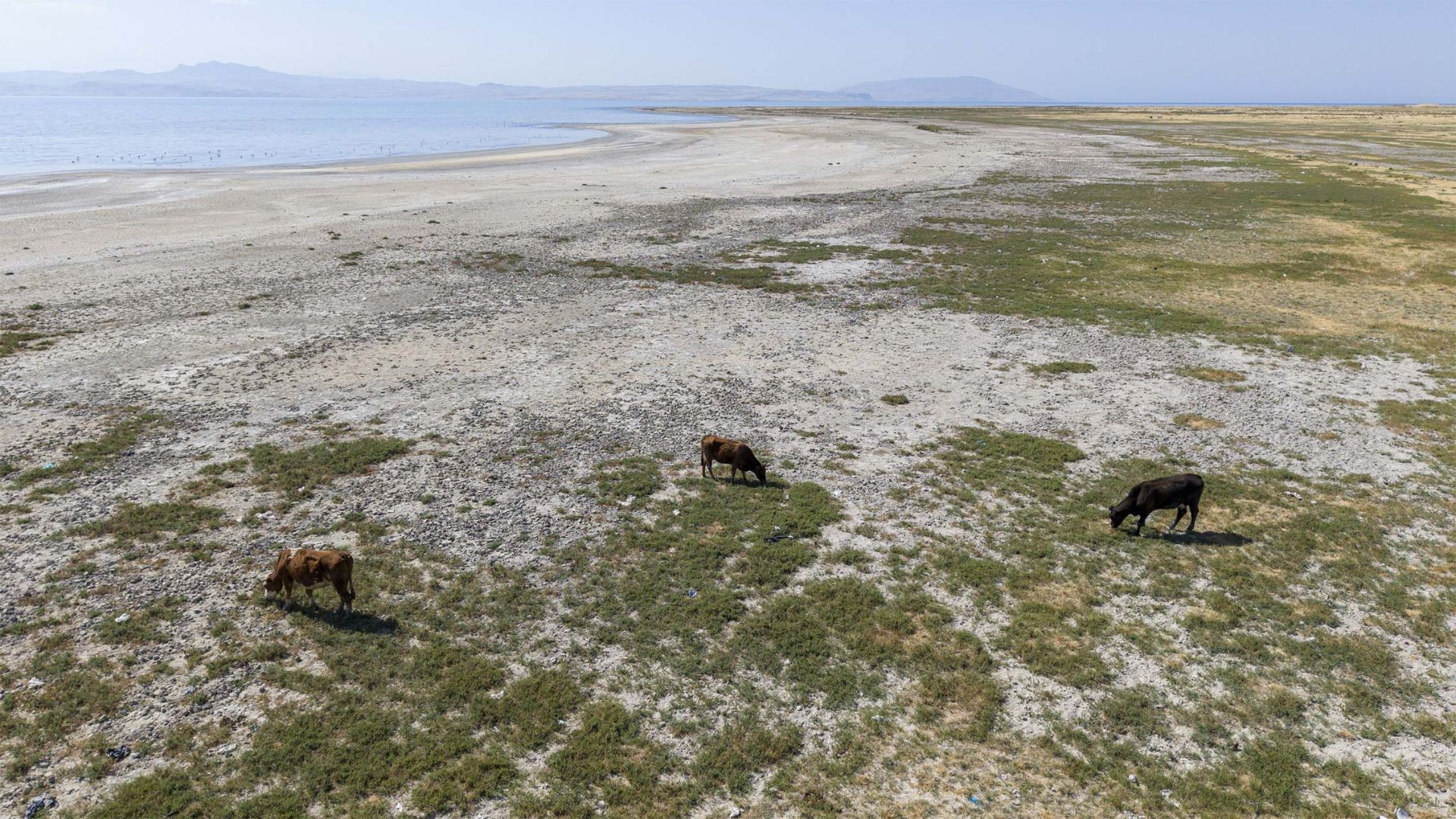 نمای هوایی از گاوها درحال چرا در دشتی پهناور